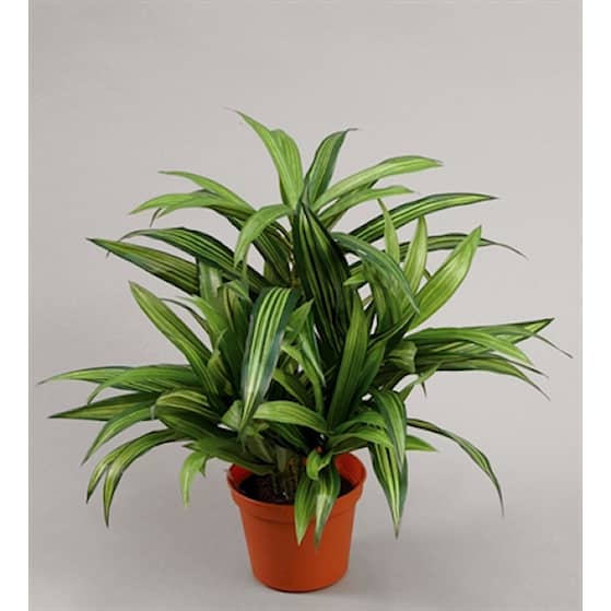 Silkeplanter kunstig Dracena plante H34 cm