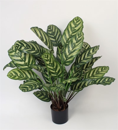 Silkeplanter kunstig Calathea H56 cm
