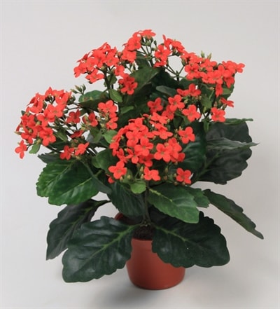 Silkeplanter kunstig Kalanchoe rosa H30 cm