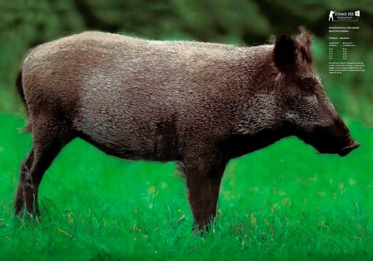 fortuna vild framasida vildsvin.jpg