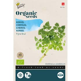 Buzzy Organic kørvel fin krøllet økologiske frø