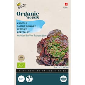 Buzzy Organic hovedsalat Merveille des 4 saisons økologiske frø