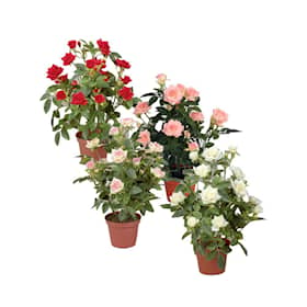 Silkeplanter kunstig mini rose busk lys rosa H33 cm