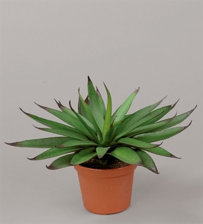 Silkeplanter kunstig lille agave H20 cm